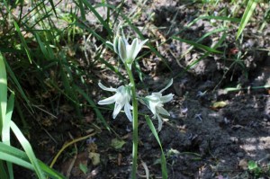 Ornithogalum nutans (2) (1200 x 799)